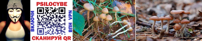 Галлюциногенные грибы Psilocybe  продажа наркотиков  Северск 